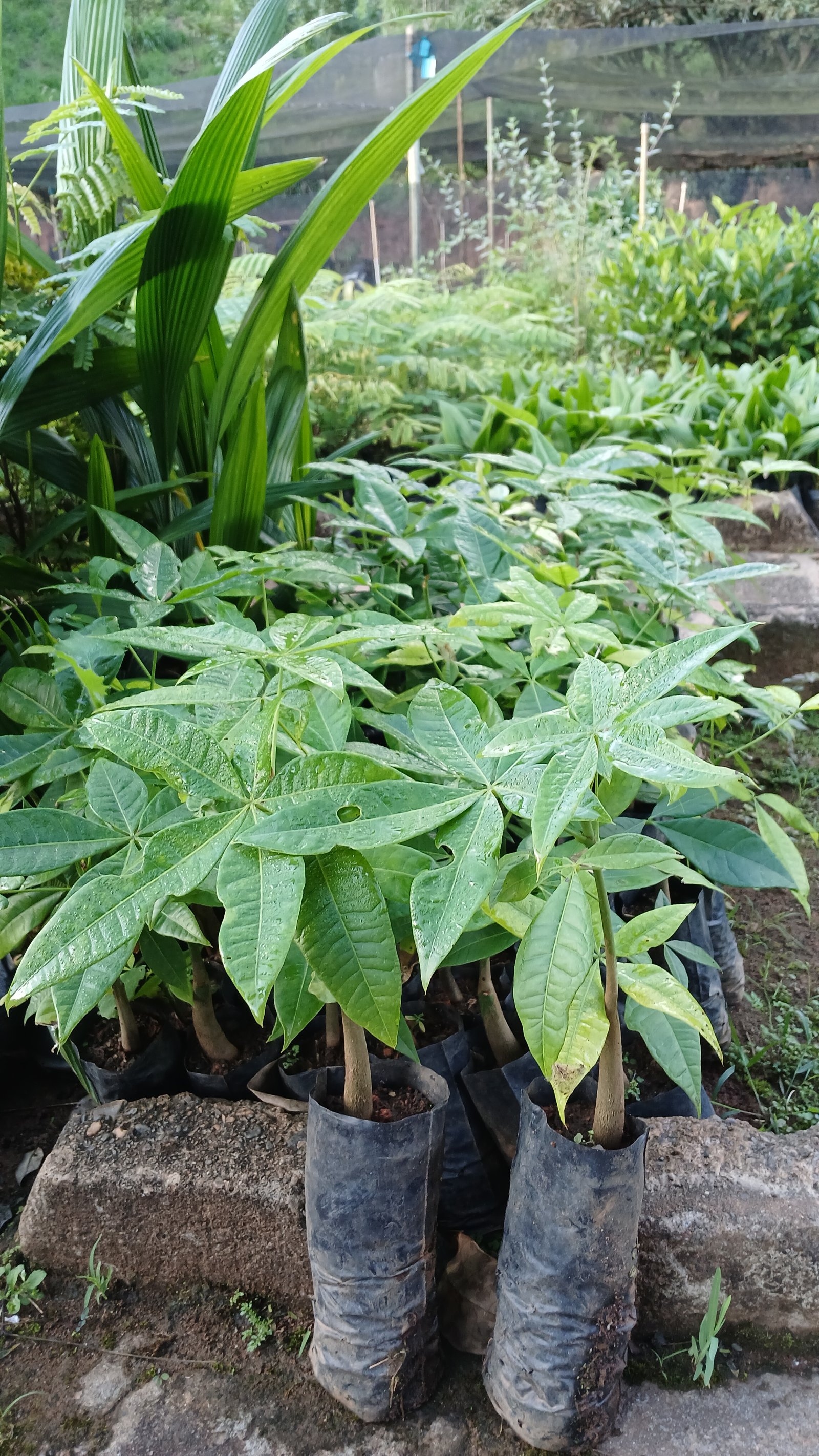 Castanha do Maranhão